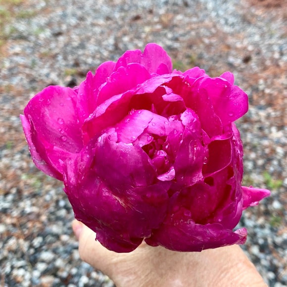 Meet your Posher, Wanda - Picture 8 of 16